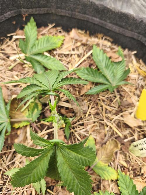 White Widow - 50L Organic. Week 3 - 19 April