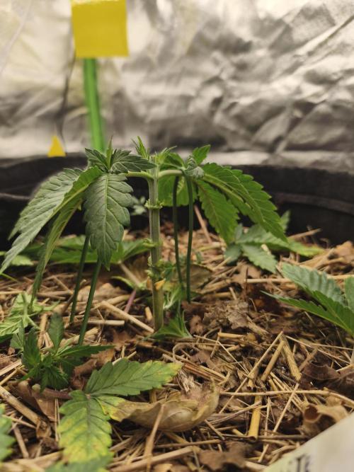 White Widow - 50L Organic. Week 3 - 19 April