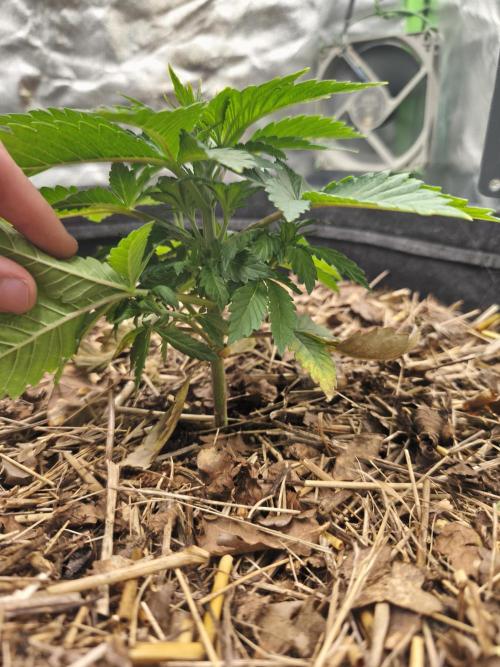 White Widow - 50L Organic. Week 3 - 19 April
