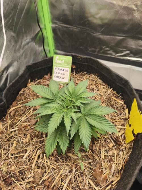Franco Lemon Cheese - 50L Organic. Week 3 - 19 April