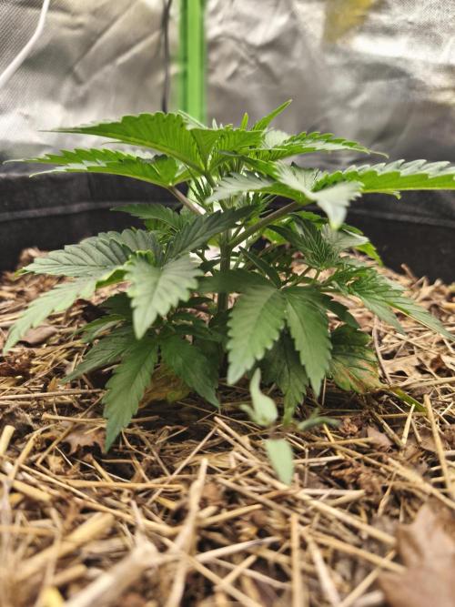 Franco Lemon Cheese - 50L Organic. Week 3 - 19 April