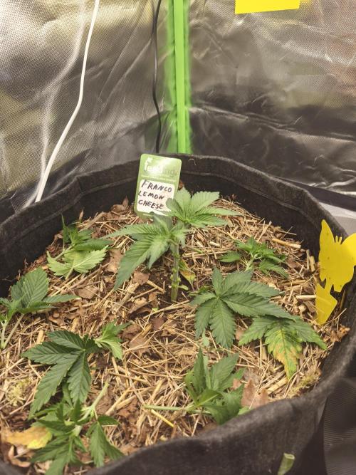 Franco Lemon Cheese - 50L Organic. Week 3 - 19 April