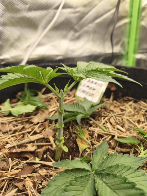 Franco Lemon Cheese - 50L Organic. Week 3 - 19 April