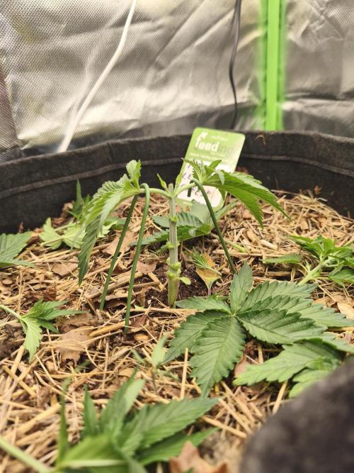 Franco Lemon Cheese - 50L Organic. Week 3 - 19 April