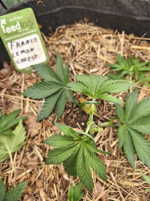 Franco's Lemon Cheese. Week 3
