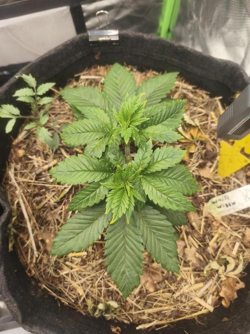 White Widow - 50L Organic. Week 4