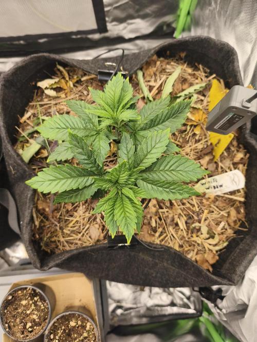 White Widow - 50L Organic. Week 4