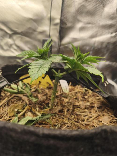 White Widow - 50L Organic. Week 4