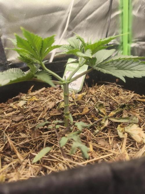 Franco Lemon Cheese - 50L Organic. Week 4