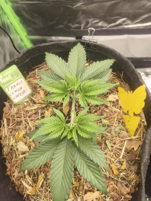 Franco Lemon Cheese - 50L Organic. Week 4