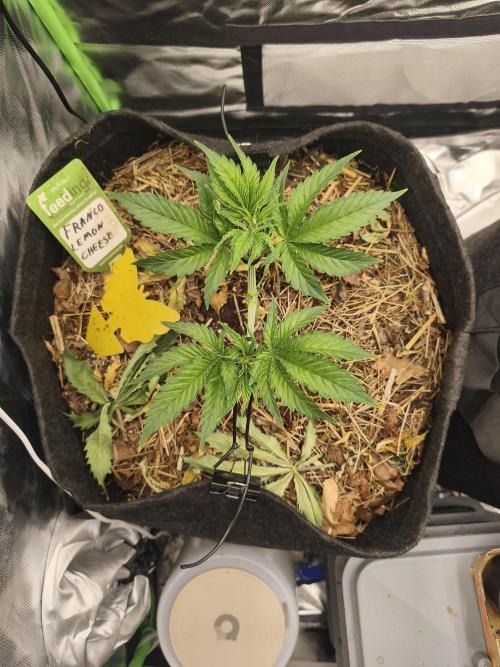 Franco Lemon Cheese - 50L Organic. Week 4