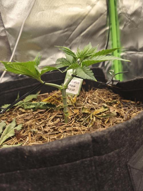 Franco's Lemon Cheese. Week 4
