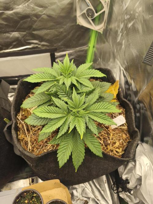 White Widow - 50L Organic. Week 5 - 2 may before operation ✂️
