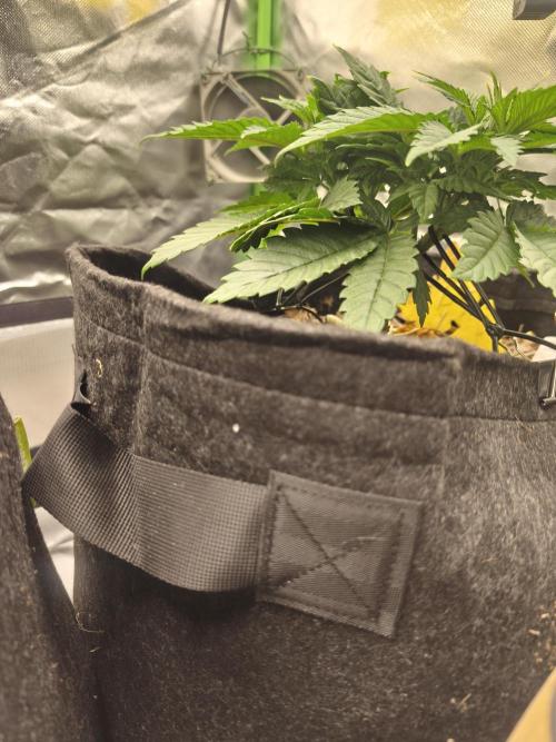 White Widow - 50L Organic. Week 5