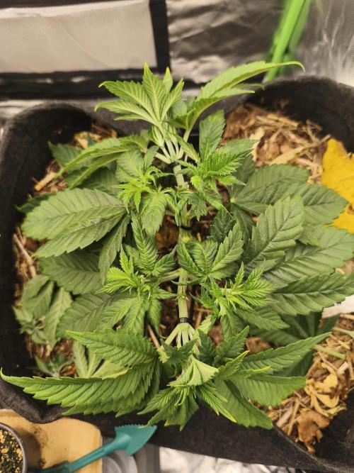 White Widow - 50L Organic. Week 5 - 2 may after operation