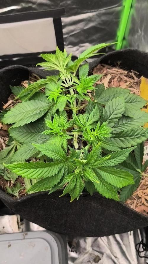 White Widow - 50L Organic