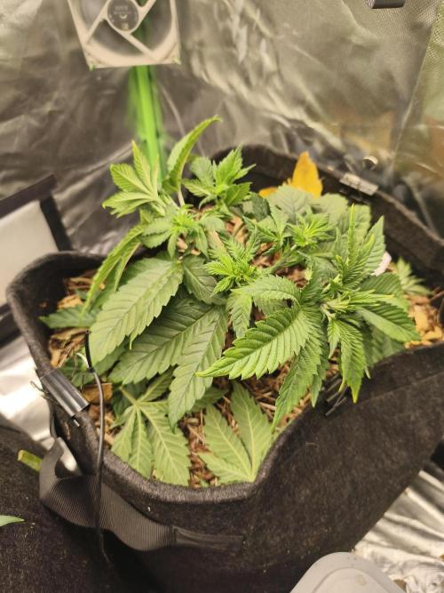 White Widow - 50L Organic. Week 5