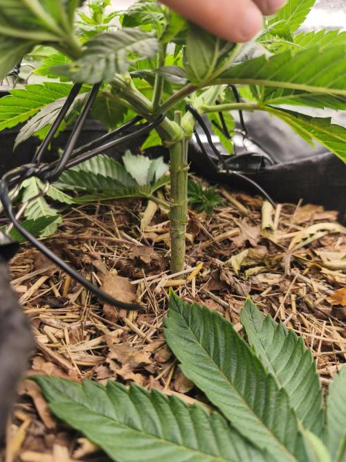White Widow - 50L Organic. Week 5