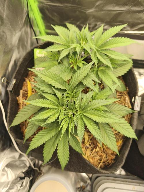 Franco Lemon Cheese - 50L Organic. Week 5 - 2 May before management ✂️