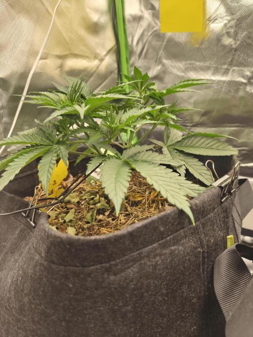 Franco Lemon Cheese - 50L Organic. Week 5