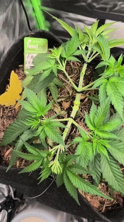 Franco Lemon Cheese - 50L Organic