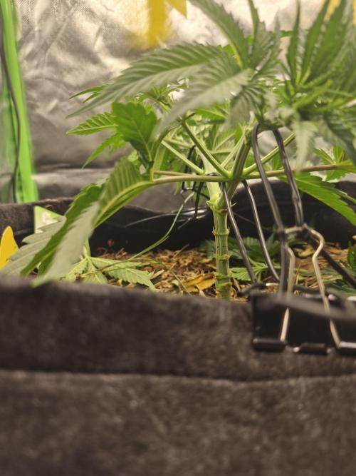 Franco Lemon Cheese - 50L Organic. Week 5