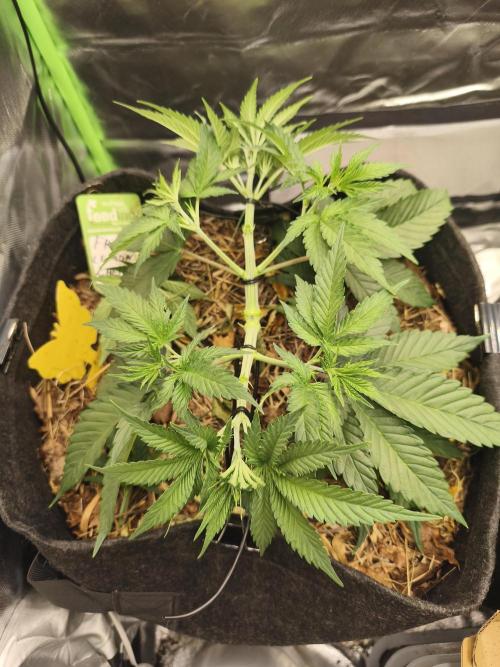 Franco's Lemon Cheese. Week 5