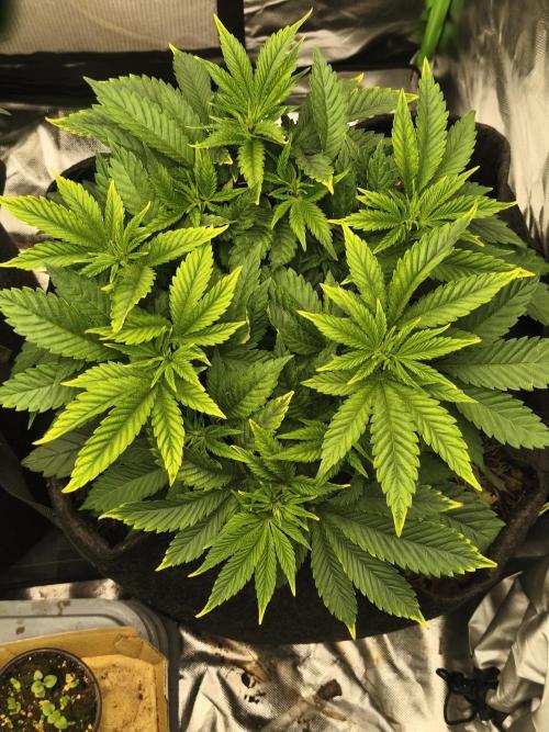 White Widow - 50L Organic. Week 6