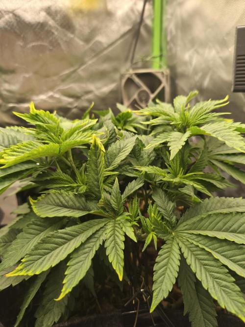 White Widow - 50L Organic. Week 6