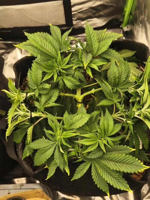 White Widow - 50L Organic. Week 6