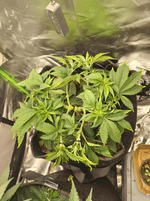 White Widow - 50L Organic. Week 6