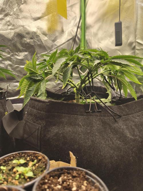 White Widow - 50L Organic. Week 6