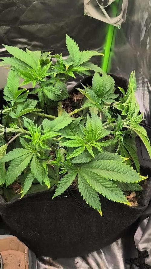 White Widow - 50L Organic