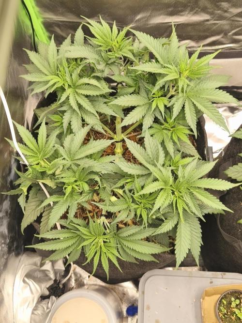 Franco Lemon Cheese - 50L Organic. Week 6