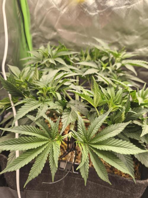 Franco Lemon Cheese - 50L Organic. Week 6