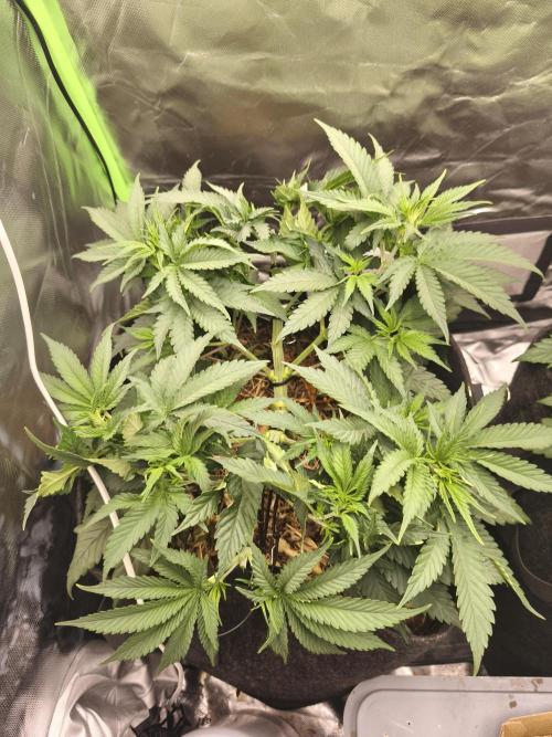 Franco Lemon Cheese - 50L Organic. Week 6