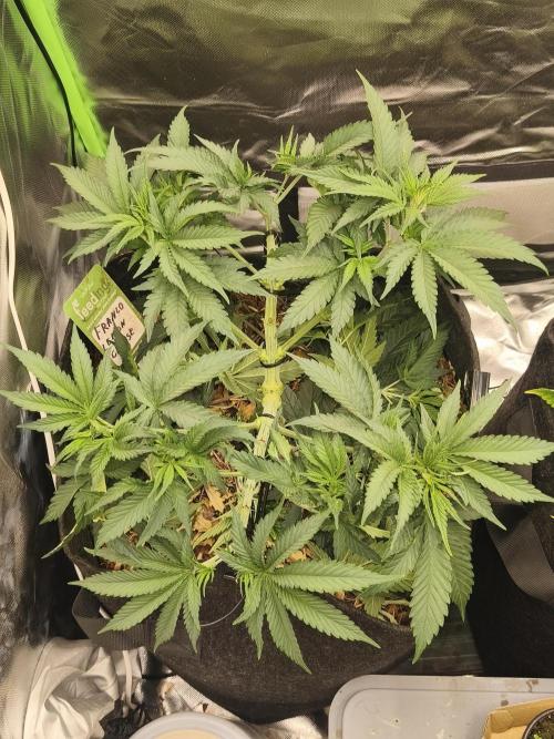 Franco Lemon Cheese - 50L Organic. Week 6