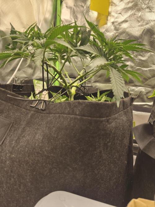 Franco Lemon Cheese - 50L Organic. Week 6