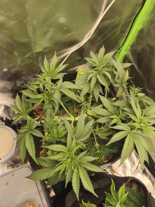 Franco Lemon Cheese - 50L Organic. Week 6