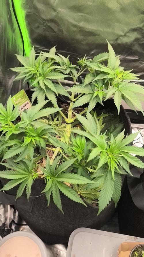 Franco Lemon Cheese - 50L Organic