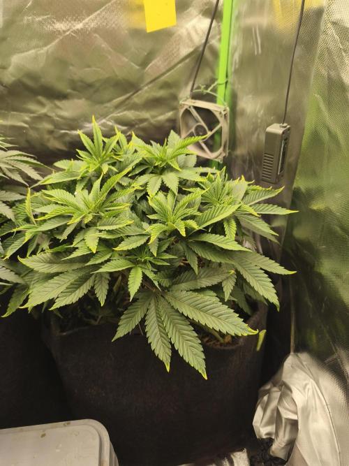 White Widow - 50L Organic. Week 7 - Mai 14