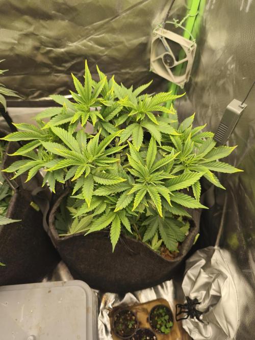 White Widow - 50L Organic. Week 7 - Mai14 after lollipoping