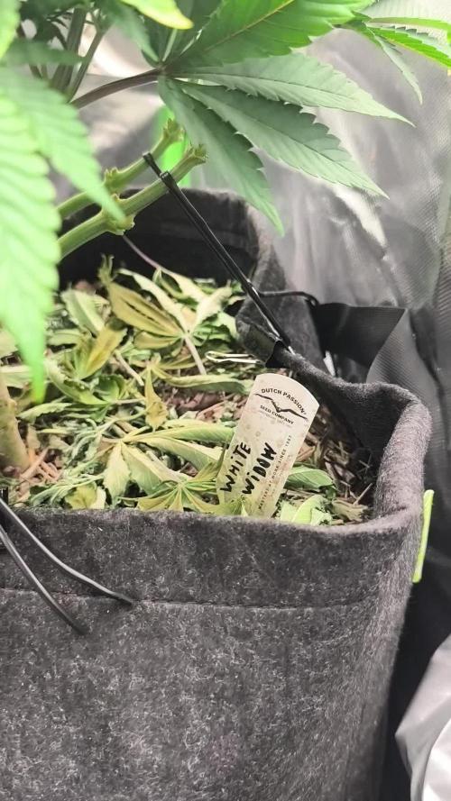 White Widow - 50L Organic