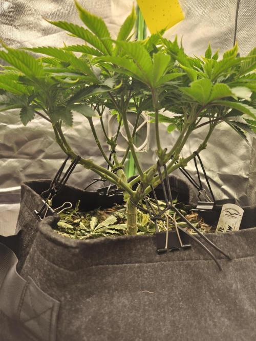 White Widow - 50L Organic. Week 7 - Mai 17