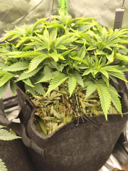 White Widow - 50L Organic. Week 7
