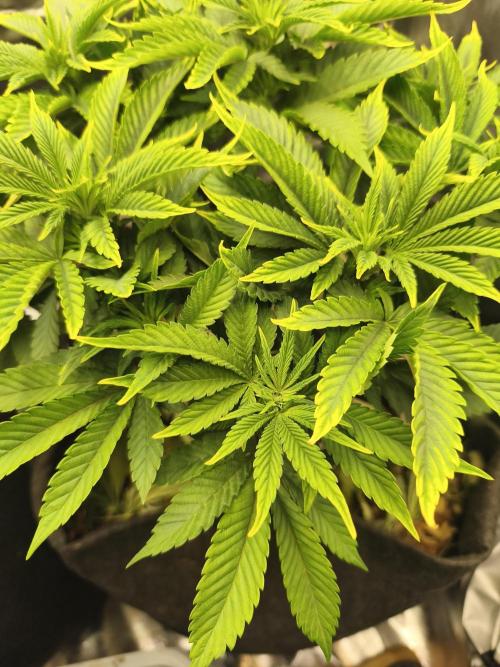 White Widow - 50L Organic. Week 7