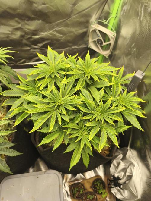 White Widow - 50L Organic. Week 7 - Mai 17