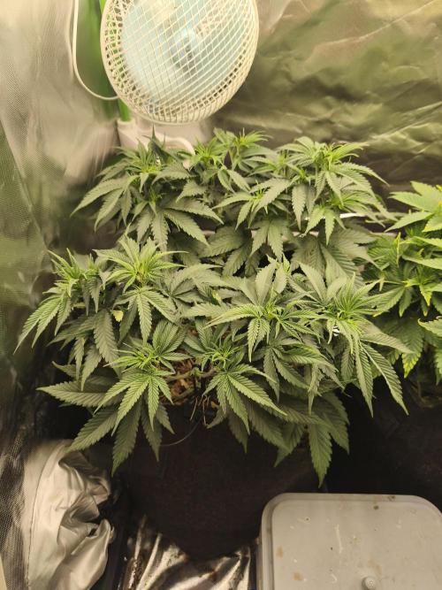 Franco Lemon Cheese - 50L Organic. Week 7 - Mai 14 