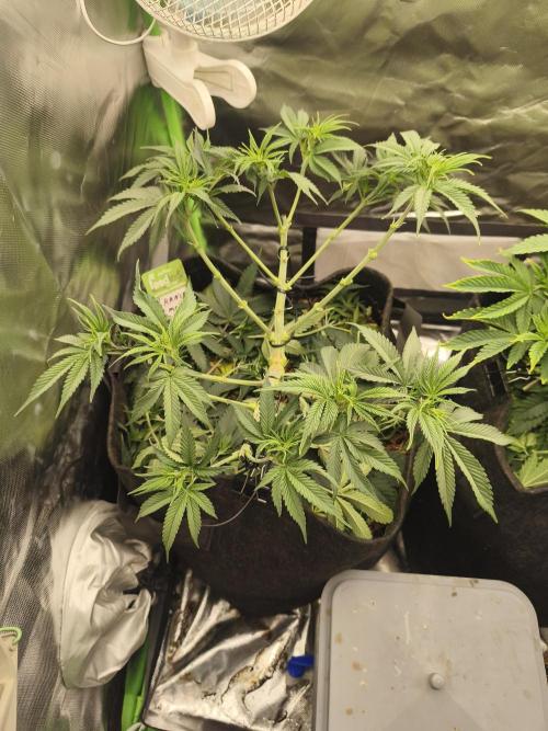 Franco Lemon Cheese - 50L Organic. Week 7 - Mai 14 after lollipoping 
