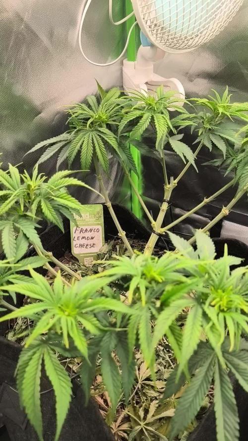 Franco Lemon Cheese - 50L Organic